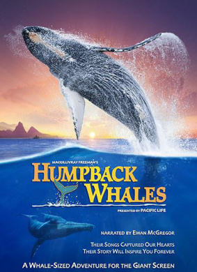 座头鲸Humpback Whales
